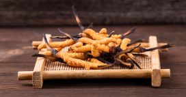 Le cordyceps, le champignon vitalité