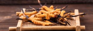 Le cordyceps, le champignon vitalité