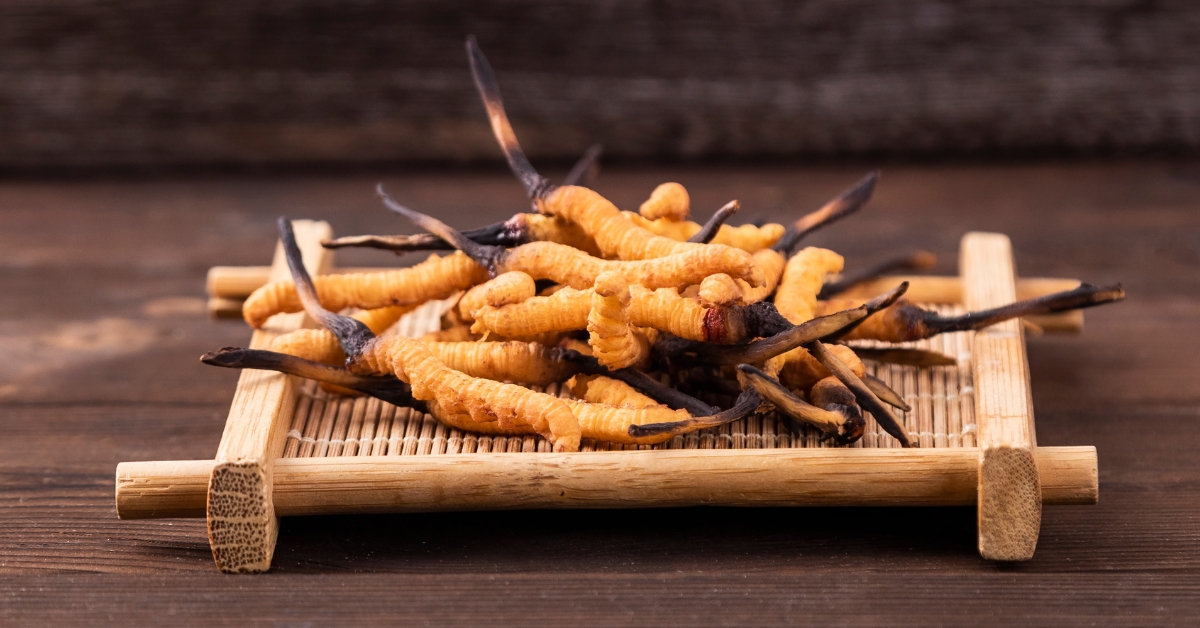 Le cordyceps, le champignon vitalité Le cordyceps, le champignon vitalité