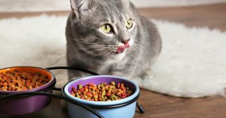 Croquettes : flambée des prix jusqu'à 62% malgré la réduction des formats Croquettes : flambée des prix jusqu'à 62% malgré la réduction des formats