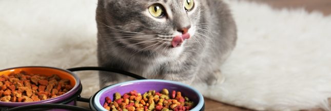 Shrinkflation frappe les croquettes : Friskies augmente ses prix jusqu'à 62% malgré la réduction des formats