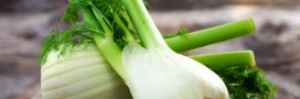 Le fenouil : un trésor de bienfaits pour la santé