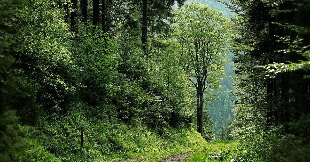 Face à l’urgence des scolytes ravageurs : un plan de sauvetage pour nos forêts