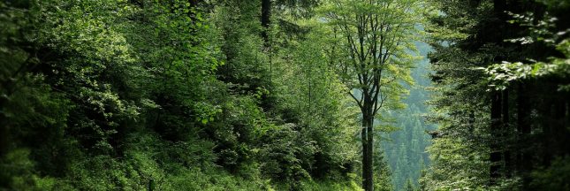 Scolytes : L'invasion silencieuse qui menace les forêts françaises