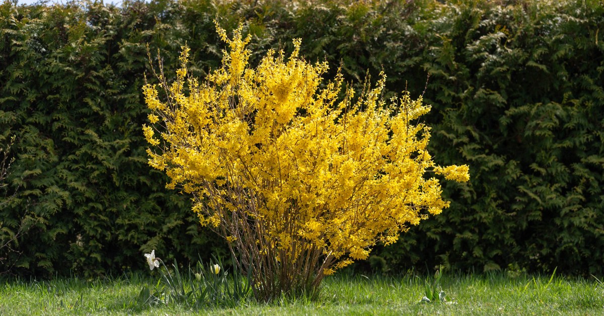 forsythia au jardin