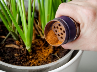 La cannelle, un atout santé pour votre jardin