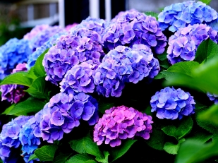 comment changer la couleur de vos hortensias ?