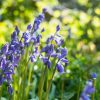 Cultiver et entretenir les jacinthes sauvages : un guide pratique pour votre jardin