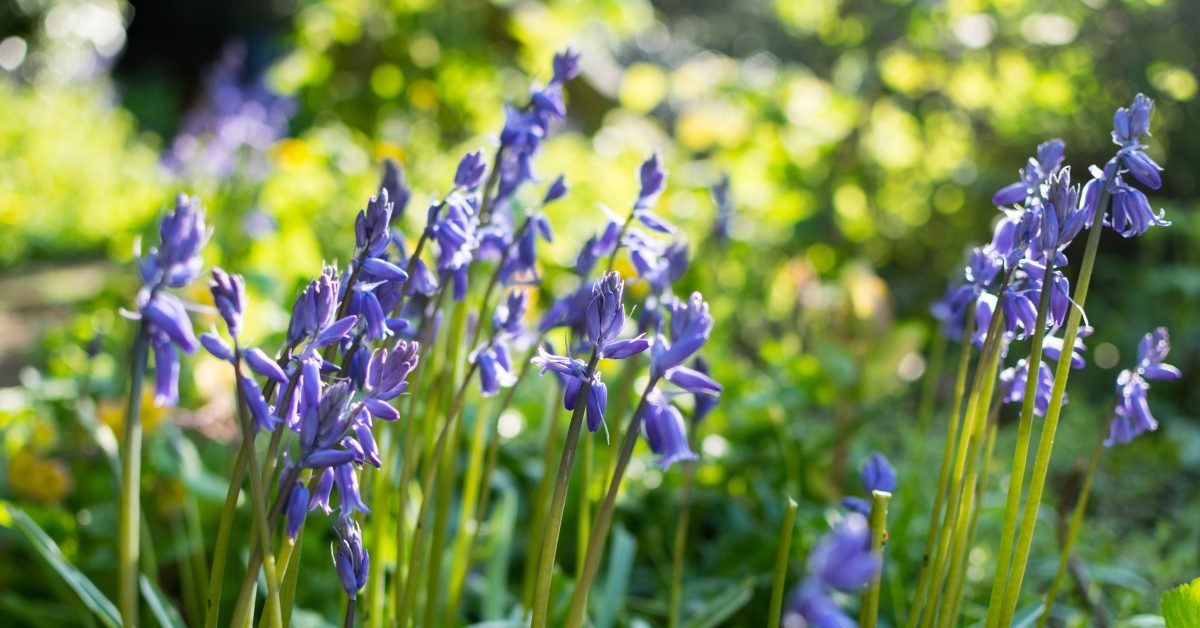 Cultiver et entretenir les jacinthes sauvages : un guide pratique pour votre jardin