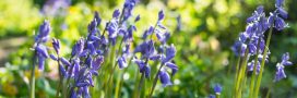 Comment cultiver les jacinthes sauvages pour un jardin naturel et fleuri Comment cultiver les jacinthes sauvages pour un jardin naturel et fleuri
