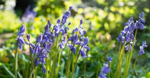 Comment cultiver les jacinthes sauvages pour un jardin naturel et fleuri Comment cultiver les jacinthes sauvages pour un jardin naturel et fleuri