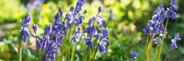 Jacinthes sauvages : guide complet de plantation et d'entretien