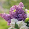 Tous les conseils pour maîtriser la taille du lilas