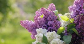 Tous les conseils pour maîtriser la taille du lilas