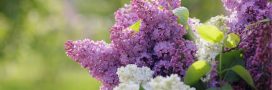 Tous les conseils pour maîtriser la taille du lilas