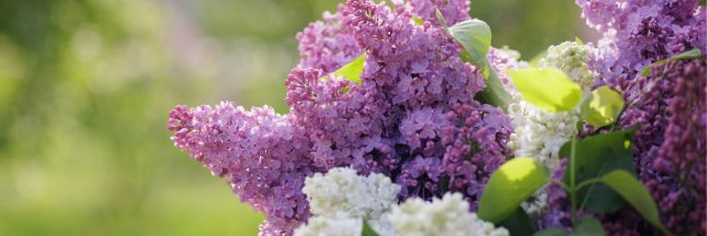 taille du lilas