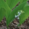 Les dangers méconnus du muguet : une beauté mortelle au jardin
