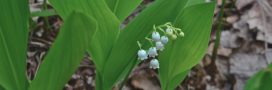 Les dangers méconnus du muguet : une beauté mortelle au jardin