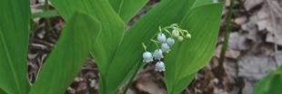 Les dangers méconnus du muguet : une beauté mortelle au jardin