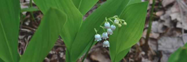 muguet toxique