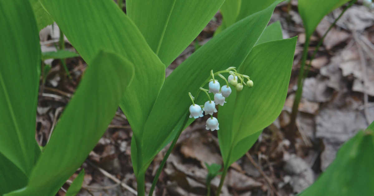 Les dangers méconnus du muguet : une beauté mortelle au jardin