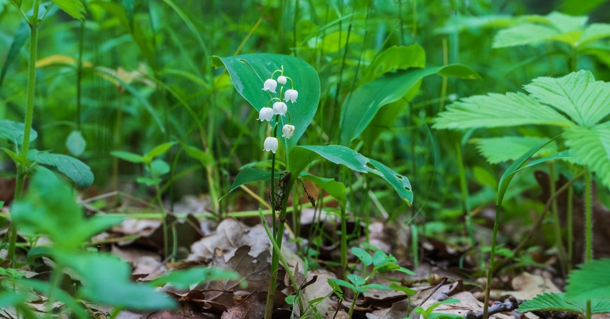 Les dangers méconnus du muguet : une beauté mortelle au jardin