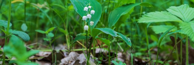 muguet toxique