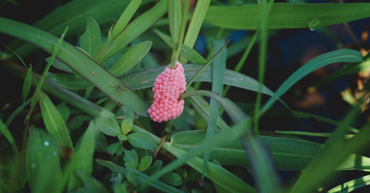 Gare à ces grappes d’oeufs roses dans votre jardin