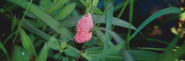 Ces mystérieux œufs roses sont une véritable menace pour la biodiversité