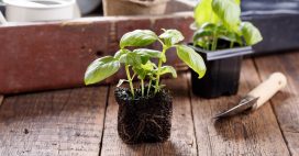 Semis de basilic : réussir facilement pour une récolte abondante