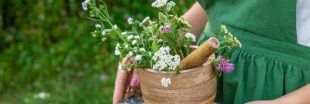 6 plantes à tisane à cultiver au jardin dès le printemps