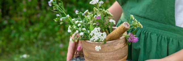 plante pour tisane
