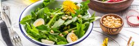Pissenlit : bienfaits, recettes et conseils cuisine