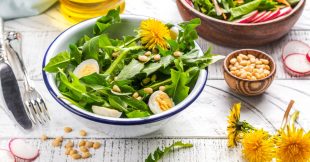 Pissenlit : bienfaits, recettes et conseils cuisine