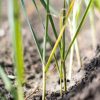 Tout savoir pour réussir vos semis de poireaux