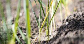 Tout savoir pour réussir vos semis de poireaux