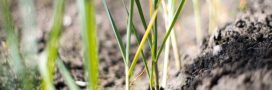 Tout savoir pour réussir vos semis de poireaux