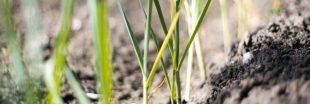 Tout savoir pour réussir vos semis de poireaux