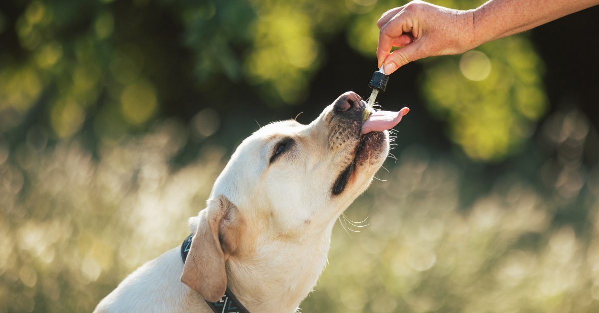 Les Fleurs de Bach  pour des animaux de compagnie bien dans leurs poils !