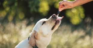 Les Fleurs de Bach pour des animaux de compagnie bien dans leurs poils ! Les Fleurs de Bach pour des animaux de compagnie bien dans leurs poils !