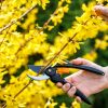 C'est le moment de tailler votre forsythia pour un jardin éclatant C'est le moment de tailler votre forsythia pour un jardin éclatant