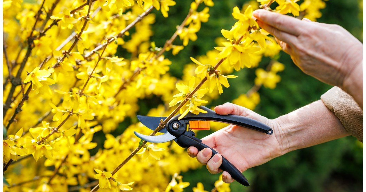 C’est le moment de tailler votre forsythia pour un jardin éclatant C’est le moment de tailler votre forsythia pour un jardin éclatant