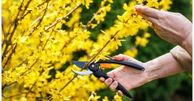 C’est le moment de tailler votre forsythia pour un jardin éclatant C’est le moment de tailler votre forsythia pour un jardin éclatant