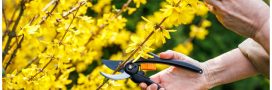 C'est le moment de tailler votre forsythia pour un jardin éclatant