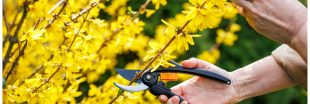 C'est le moment de tailler votre forsythia pour un jardin éclatant