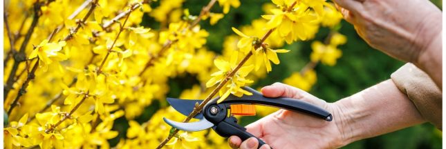 Réalisez un paillis naturel pour un beau jardin