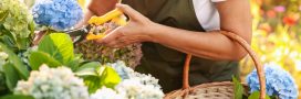 Tous les conseils pour bien réaliser la taille de l'hortensia