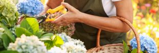 Tous les conseils pour bien réaliser la taille de l'hortensia