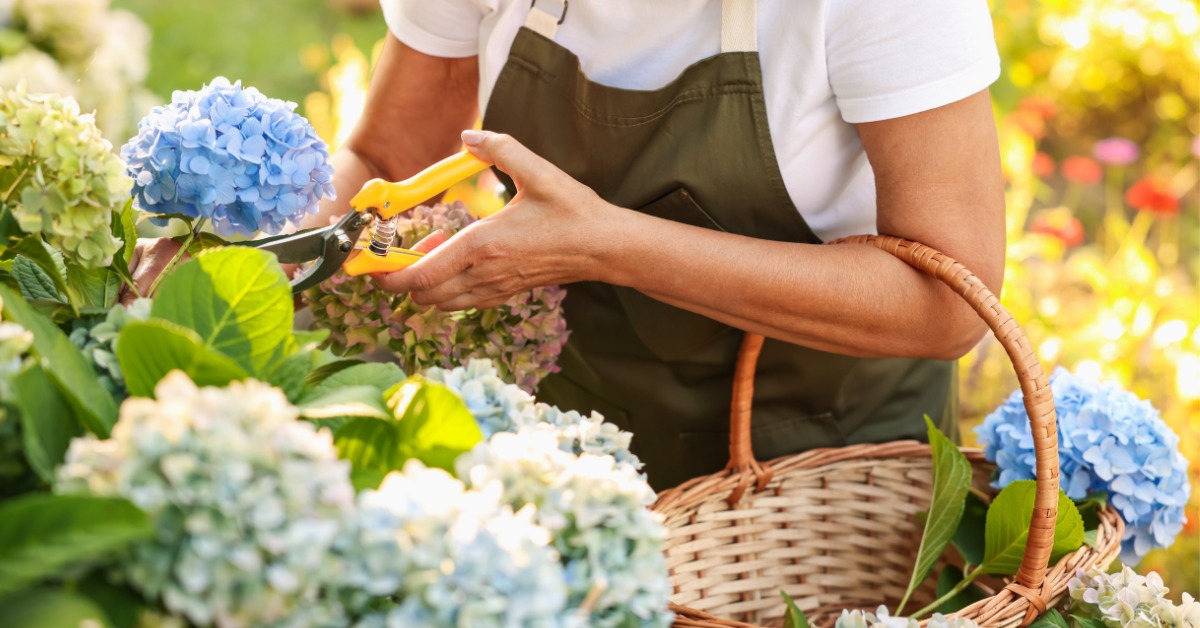 Tous les conseils pour bien réaliser la taille de l'hortensia