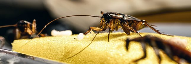 Comment se débarrasser des cafards efficacement ?